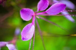 flor de cleome hassleriana foto