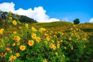 Mexican sunflower in Tung Bua Tong photo