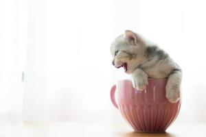 Portrait cute kitten sitting in a glass photo