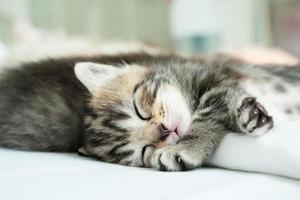 Portrait cute kitten sleeping photo
