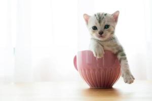 retrato lindo gatito sentado en un vaso foto