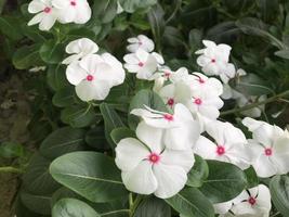 beautiful flower white and pink color with leaf green nature background fresh natural photo