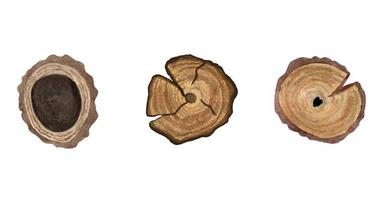 Set, hand painting round sections of tree trunks. Illustration is watercolor. Wooden texture with different  rings and cracks. On a white background. photo