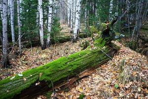 Beautiful landscape forest park.Torism, hobby. photo