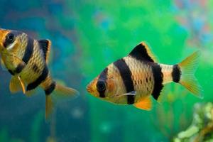 Beautiful aquarium fish barbus capoetas tetrazona photo