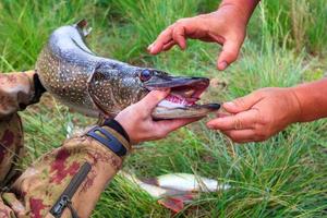 Fishing. Large pike in hands. photo