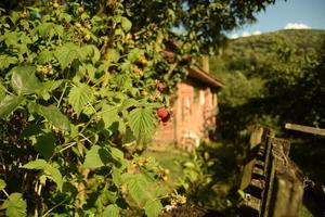 Ripe raspberry in focus, hanging on a bush, with bokeh background of a beautiful landscape, with a village house and mountains covered with green forests, in the golden sunlight of the evening hours photo