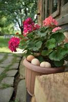 Fresh chicken eggs closeup, put in an outdoor flower planter, in the countryside photo