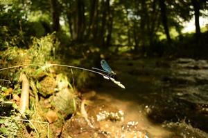 A blue dragonfly on a dry stalk of grass with seeds, in front of a bokeh background of greenery, trees and a flowing stream on a sunny day, closeup photo