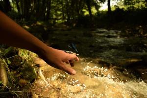 Closeup of a woman hand moving elegantly towards a dragonfly on a dry stalk of grass in front of a bokeh background of greenery, trees and a flowing stream photo