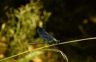 A blue dragonfly on a dry stalk of grass with a bokeh background of greenery, on a sunny day, macro photo