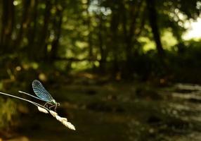 Closeup of a blue dragonfly with vivid colors, on a dry stalk of grass with seeds in front of a beautiful bokeh background of greenery, trees and a flowing stream, macro photo