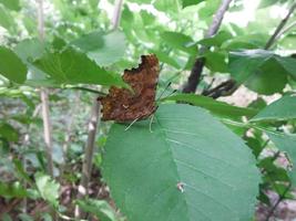 A shot of the brown peacock-eye butterfly on a green leaf when closed. photo