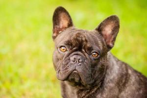 French bulldog black and brindle color close-up portrait. A young dog on a background of green grass photo