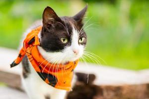 un gato blanco y negro con un pañuelo para la fiesta de halloween. un gato sobre un fondo de hierba. foto