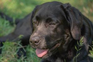 A young Labrador retriever dog lies on the grass on a sunny day. Narrow focus zone on the eyes. photo