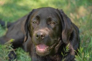 A young Labrador retriever dog lies on the grass on a sunny day. Narrow focus zone on the eyes. photo