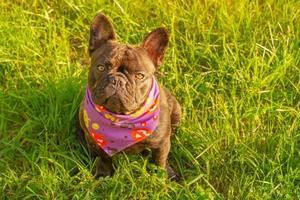 A young french bulldog dog is sitting on green grass. Halloween, a dog in a bandana. photo