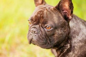 French bulldog black and brindle color close-up portrait. A young dog on a background of green grass photo