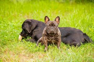 Two dogs on the grass, a French bulldog in focus and a black Labrador retriever in defocus. photo