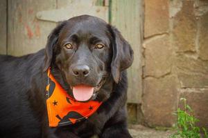 A dog in an orange Halloween bandana lies in the yard. Black labrador retriever 5 months. photo