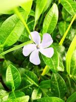 The photo shows a periwinkle flower with beautiful bright colors. You can use it for cards, March 8, Valentine, clothing and calendar printing