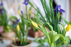 primavera elegante, arreglos florales de pascua de lirios, tulipanes, narcisos y ramas de sauce, ubicados en la mesa a la luz del día en casa