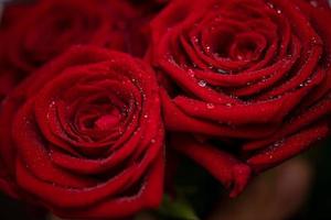 Close-up of fresh red roses with dew drops. photo