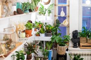 House plants in a stylish interior of a room at home in pots. The concept of home gardening. Cozy decor for a home with a home jungle. Green garden. photo