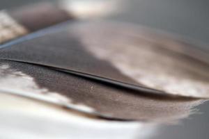 Brown Feather on blur background photo