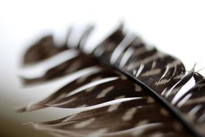 Brown Feather on blur background photo