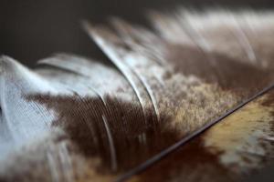 pluma marrón sobre fondo borroso foto