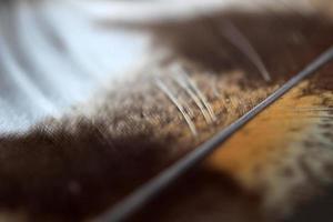 Brown Feather on blur background