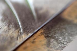 Brown Feather on blur background photo