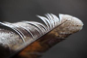 pluma marrón sobre fondo borroso foto