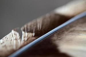 Brown Feather on blur background photo