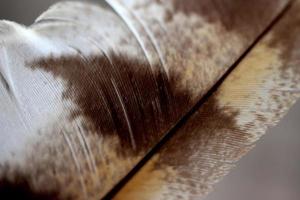 Brown Feather on blur background photo