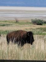 bisonte salvaje de utah foto