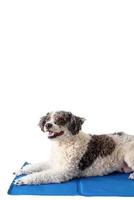 Cute mixed breed dog lying on cool mat looking up on white background isolated photo