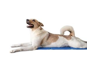 Cute mixed breed dog lying on cool mat looking up on white background, isolated photo