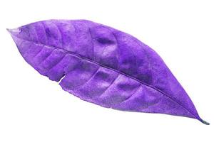 abstract purple dry leaves isolated on a white background tropical dry leaves clipping path. photo