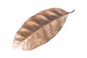 Dry leaves isolated on white background. Tropical dry leaves clipping path. photo