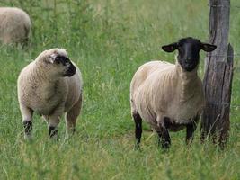 ovejas en un campo en alemania foto