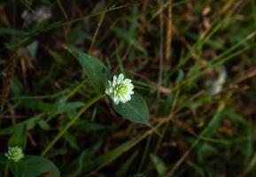 white clover wild plants growing by the river photo