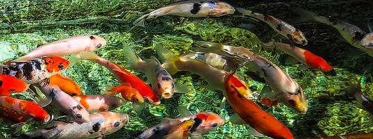 decoración del jardín con estanque de peces lleno de peces de colores foto