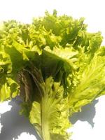 high view of lettuce isolated on a white background photo