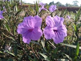 lavender flower petals growing in the garden photo