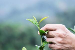 el hombre cosecha recoger hojas de té verde frescas en el campo de té de las tierras altas en chiang mai tailandia - gente local con agricultura en el concepto de naturaleza de las tierras altas foto