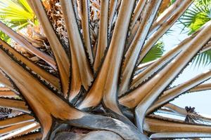 sugar palm tree branches photo