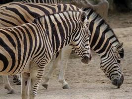 animales en el zoológico foto